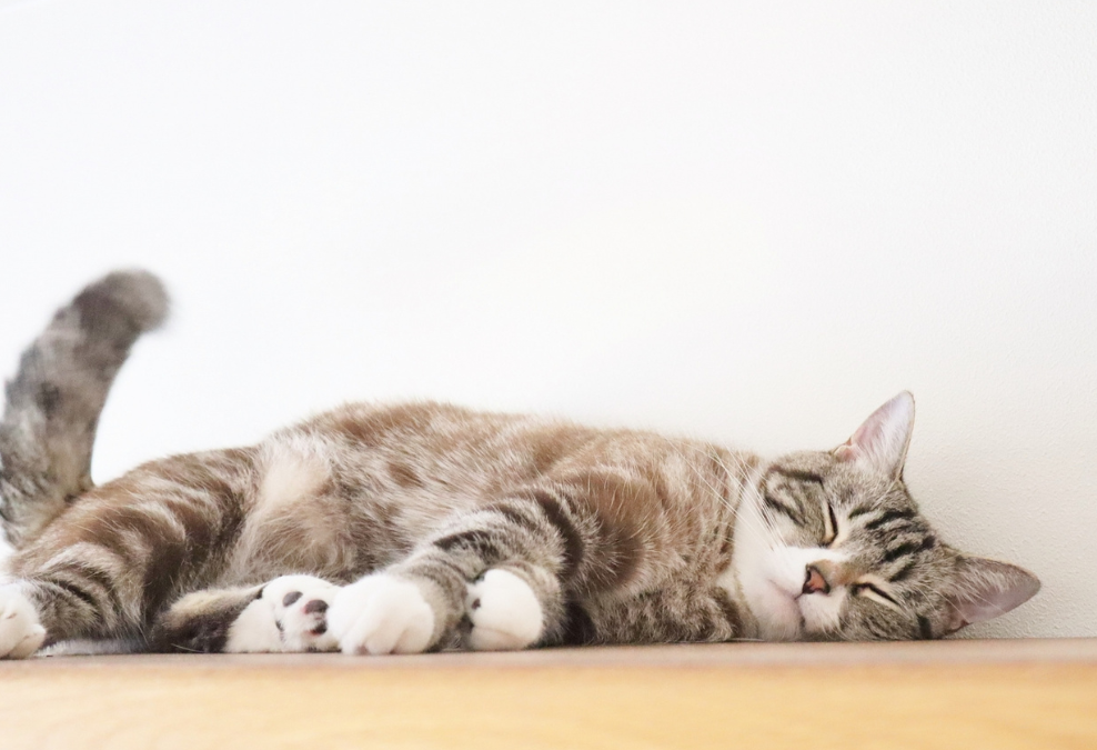 猫が寝ている写真