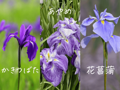 かきつばた、あやめ、花菖蒲