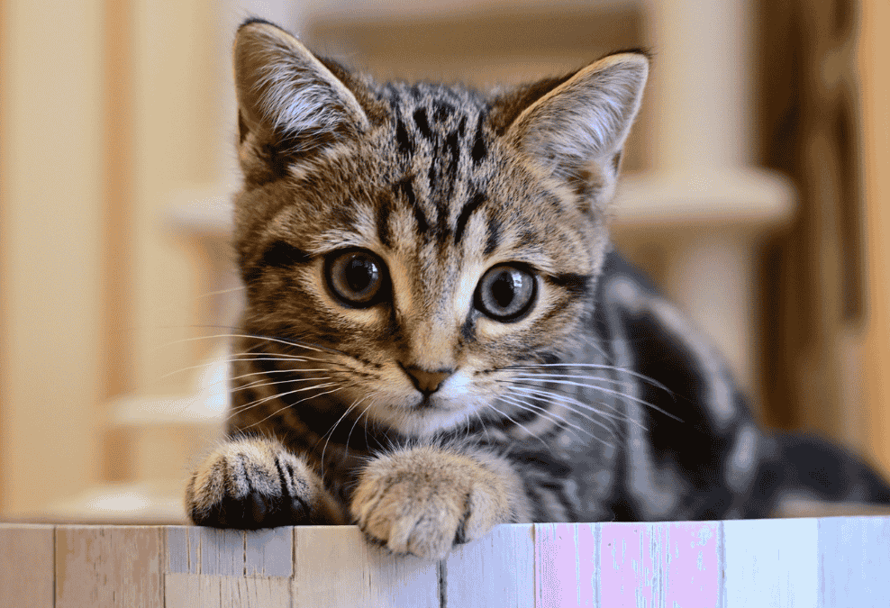 カメラ目線の猫