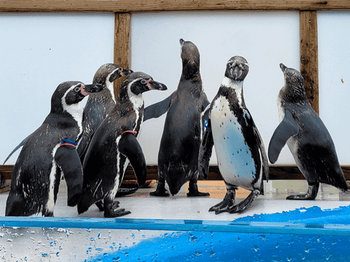 社会性のある動物、ペンギン