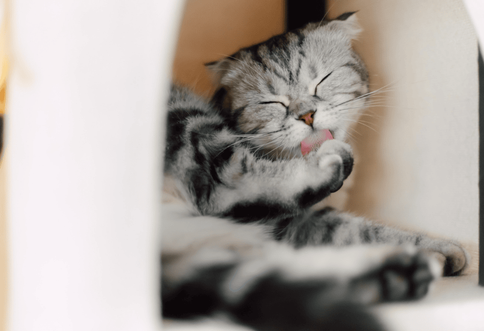 寝ている猫